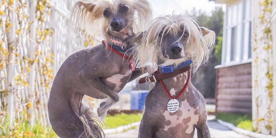 Путешествие в Крым с собаками: мой ужасный отпуск - ЧАСТЬ 5