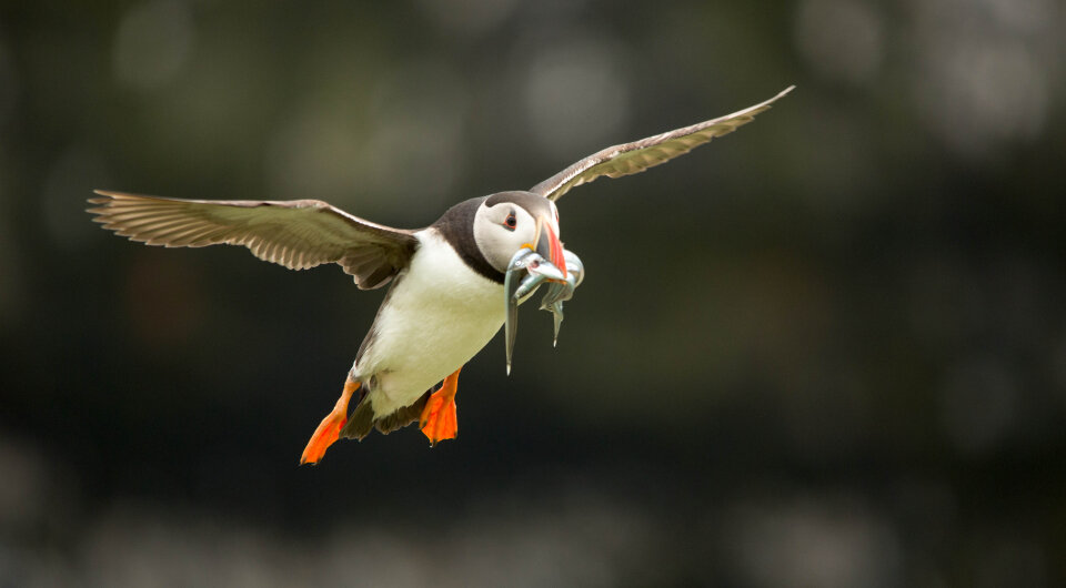   Tony Wood / Wikimedia Commons