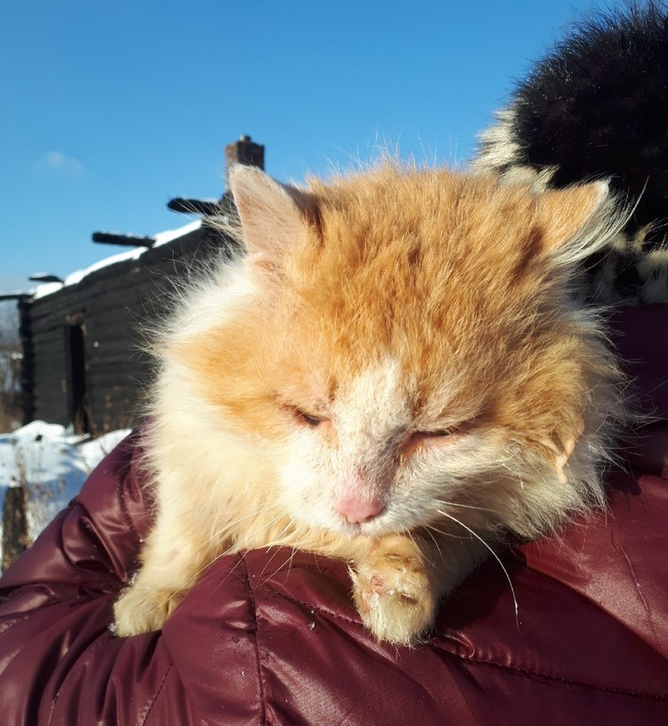 барсик белый рыжий. у даши живет кот рыжик. рыжик кот. диктант на жи ши. я мстю и мстя моя страшна.