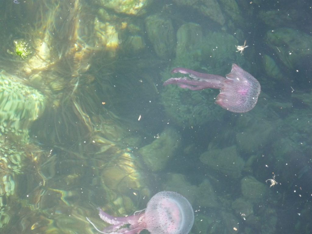 Pelagia Noctiluca на Майорке (бухта Вальдемосса)
