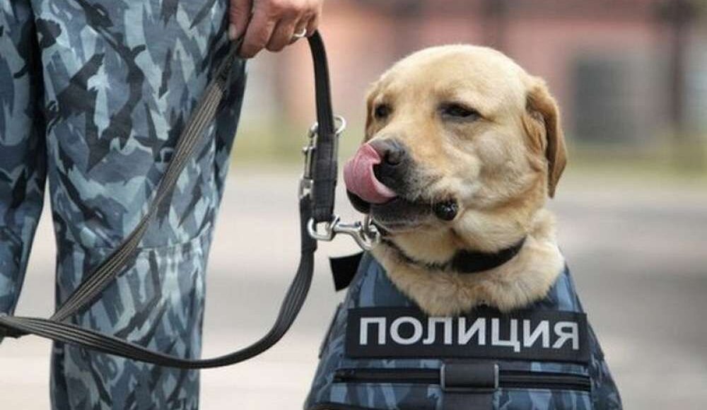    Фото: из открытых источников