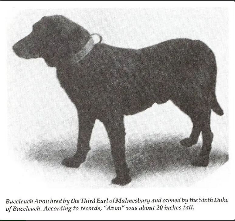 Buccleuch Avon