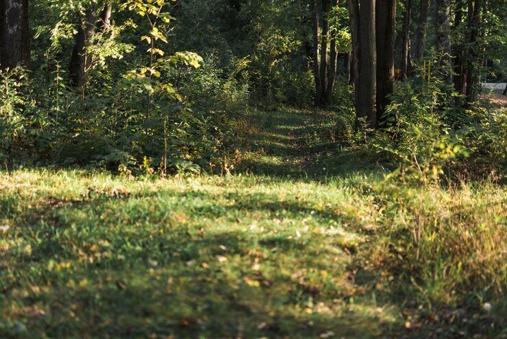 https://ru.freepik.com/free-photo/scenic-view-of-tropical-green-forest_3865268.htm#query=%D0%BB%D0%B5%D1%81%D0%BD%D0%B0%D1%8F%20%D0%BF%D0%BE%D0%BB%D1%8F%D0%BD%D0%B0&position=3&from_view=keyword&track=ais