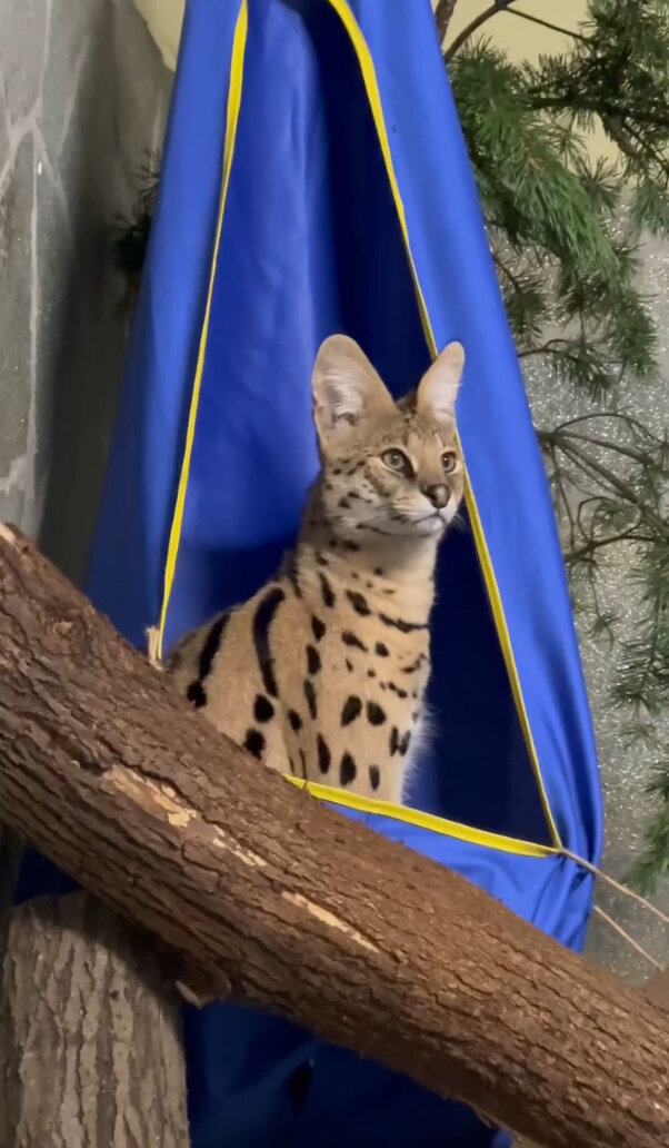    Скриншот видео Telegram-канала зверинца.