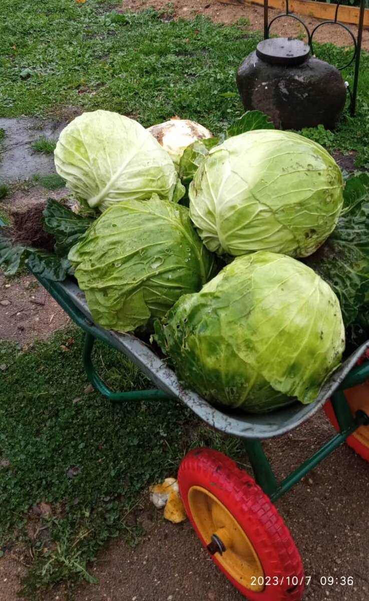 урожай капусты