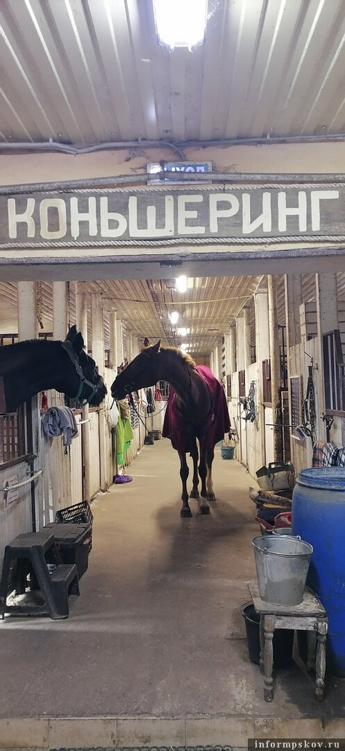 Фото здесь и далее: конный клуб «Возрождение»