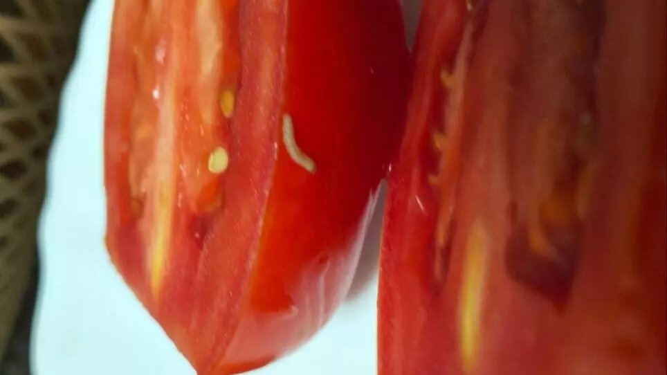     Нижегородка пожаловалась на еду с тараканами, которой якобы кормят детей в ДСООЦ «Лазурный» в Выксунском округе. Подробнее о ситуации она рассказала в беседе с NewsNN.