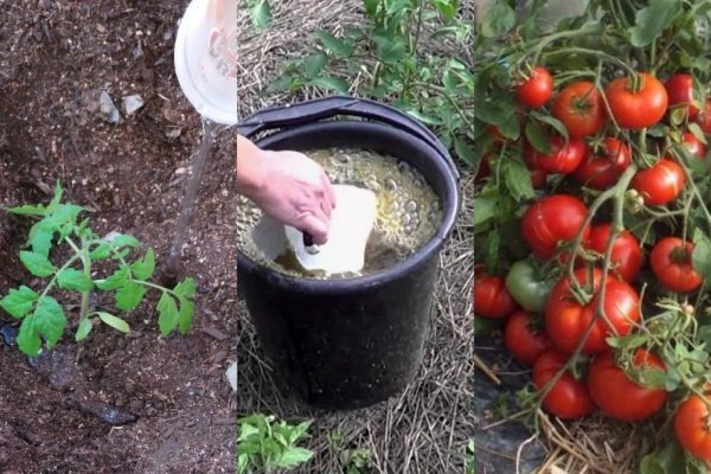 Подкормка томатов. Удобрения под томаты. Помидоры в огороде. Подкормка для помидор.