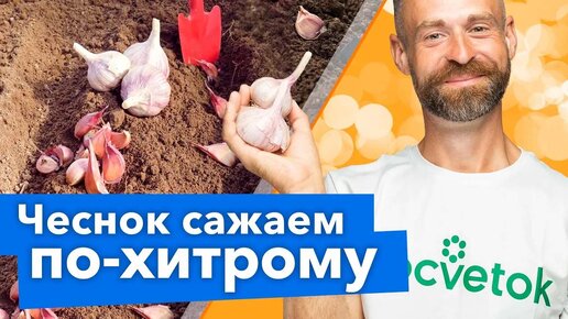 Посадите чеснок так! Не будет болеть и удивит урожаем