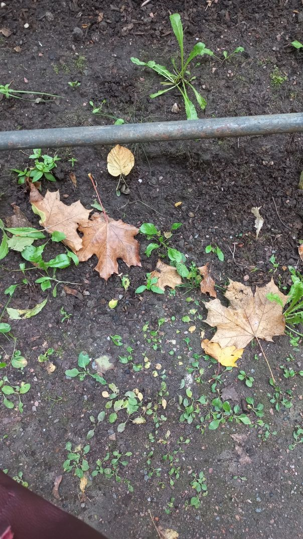 Шереметевский сад. Фото из личного архива автора.