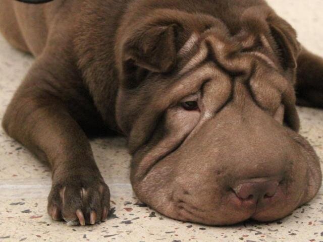 Изображение с сайта sharpei-land.com