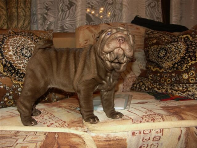 Аська. Фото 2007 года.