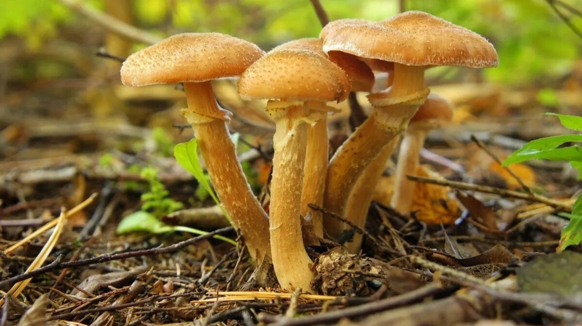 Опята. Фото: pxhere.com