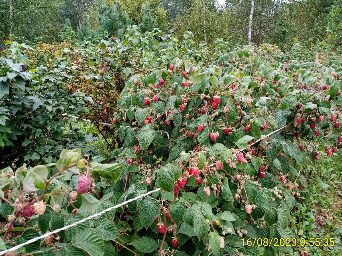 Брянское диво