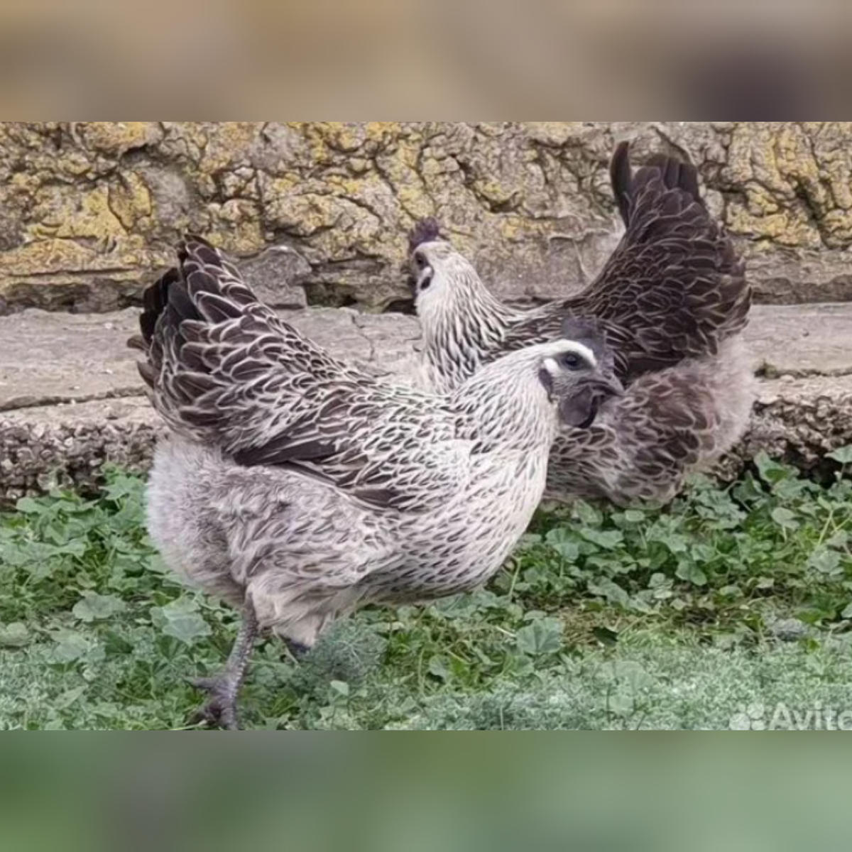 Люйкэданьцзи