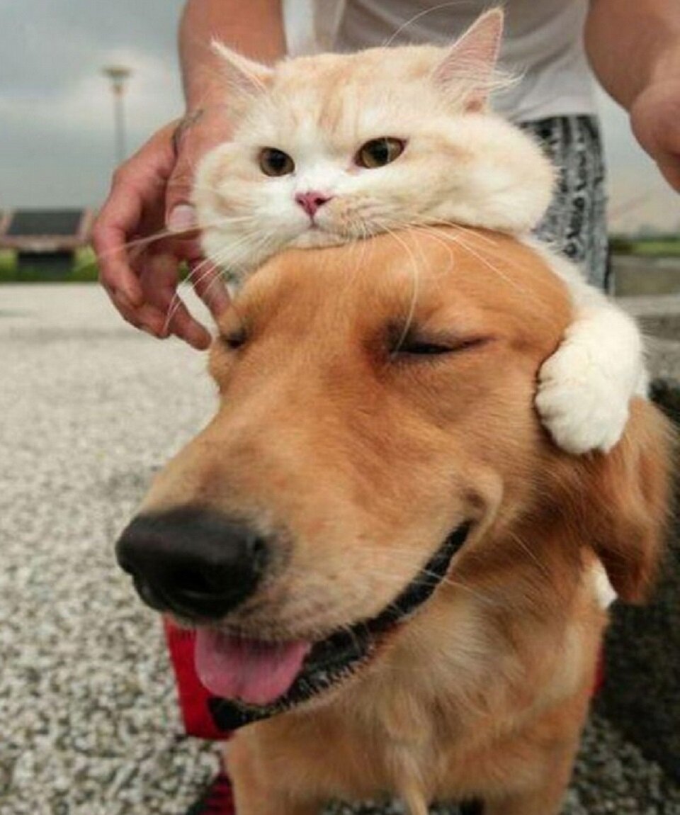 кошки и собаки. забавные кошки и собаки. смешное про котиков и собачек. смешные кошки и собаки. забавные животные кошки и собаки.