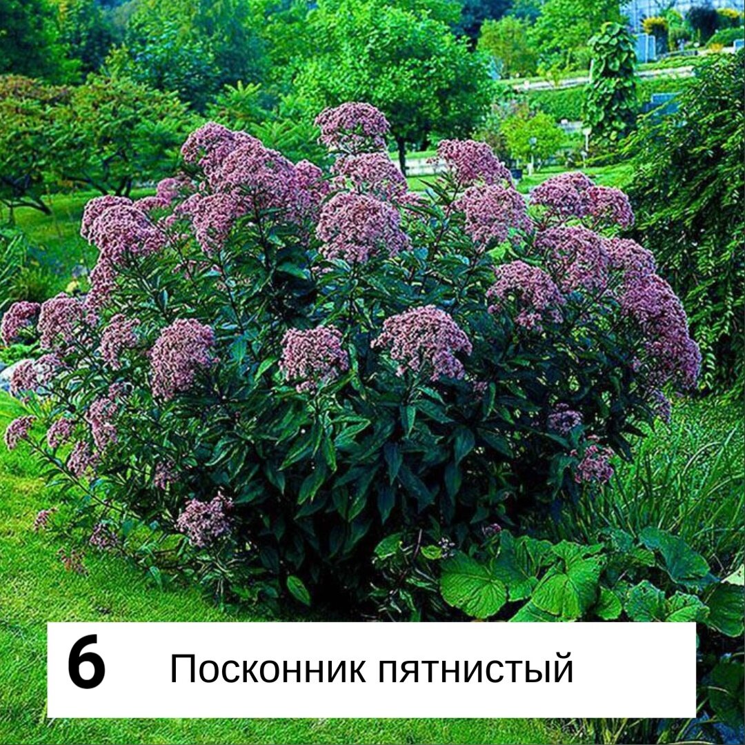Посконник пятнистый фантом. Посконник пронзеннолистный. Посконник беби джой. Посконник пятнистый (eupatorium maculatum `atropurpureum`). Посконник пятнистый платон.