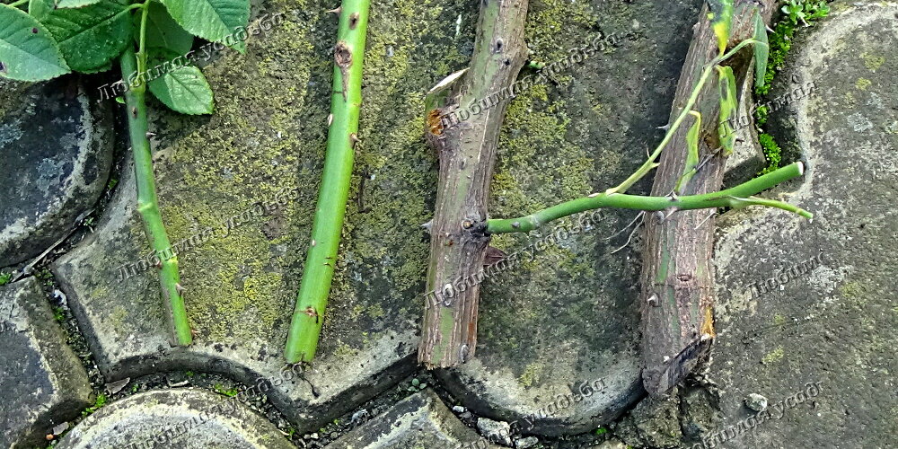 Разновозрастные ветки в кусте старой розы