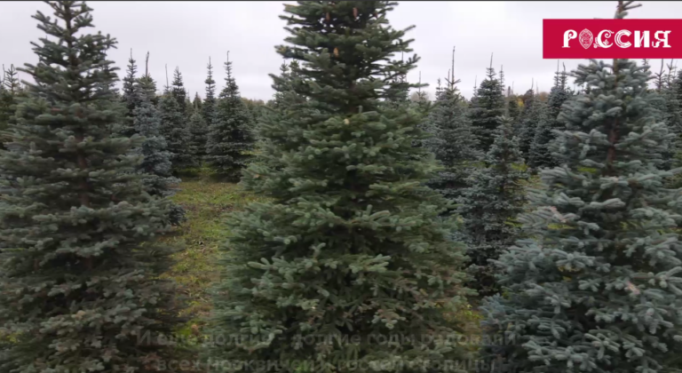    На международной выставке-форуме «Россия» главную аллею ВДНХ украсят 90 елей Белов Михаил Александрович