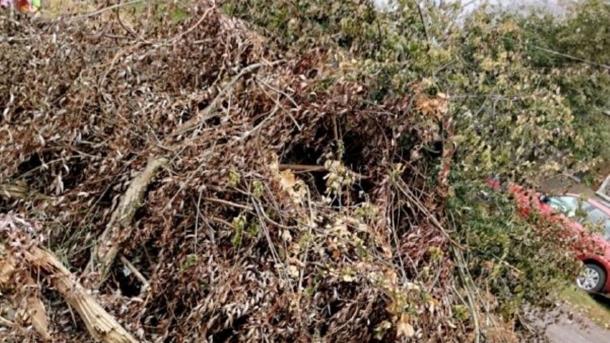    В Фатеже с августа не убирают свалку из спиленных деревьев