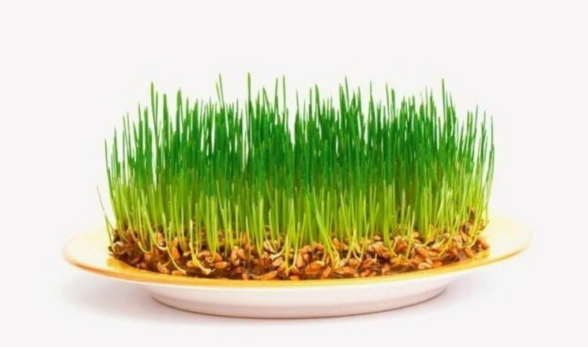 Пророщенные зерна пшеницы.