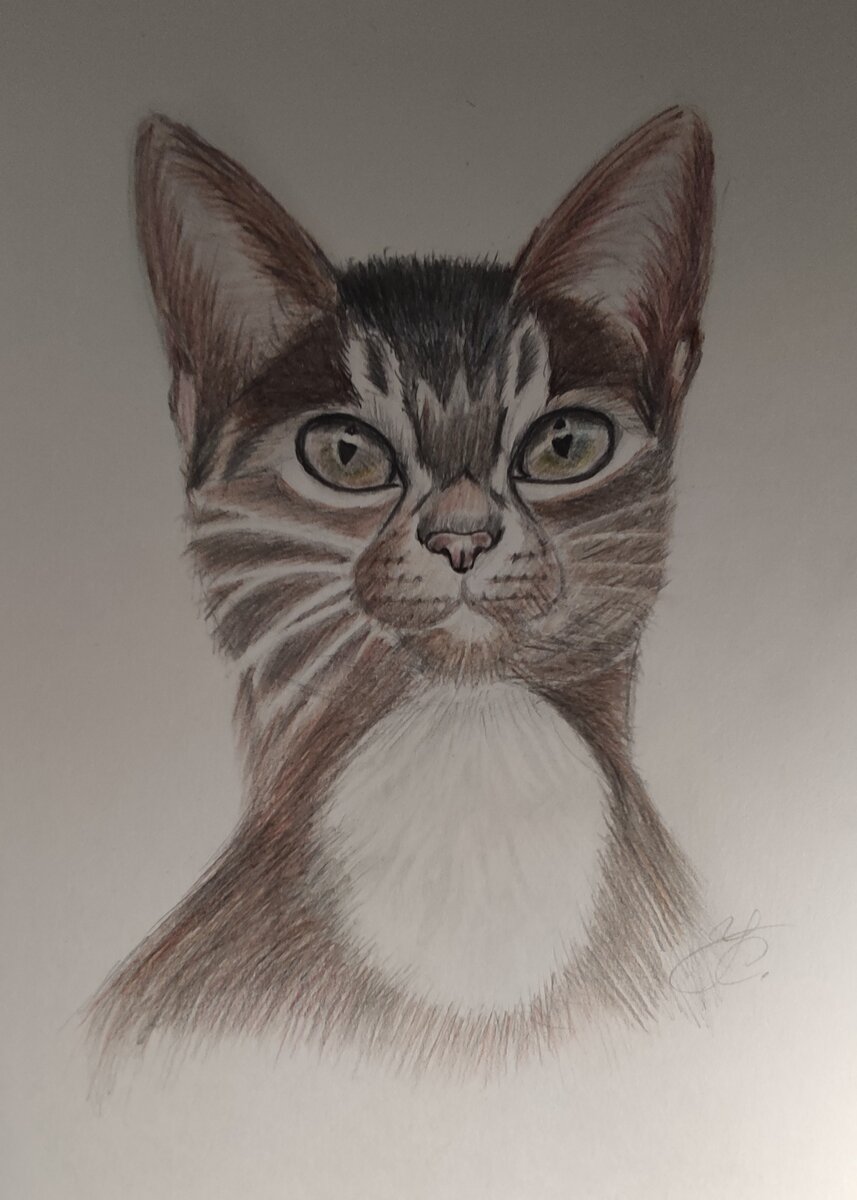 цветные простые карандаши Елена К.