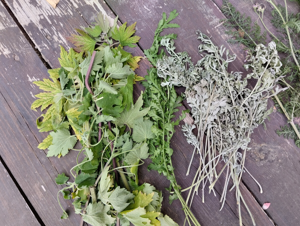 Пустырник, пижма и полынь