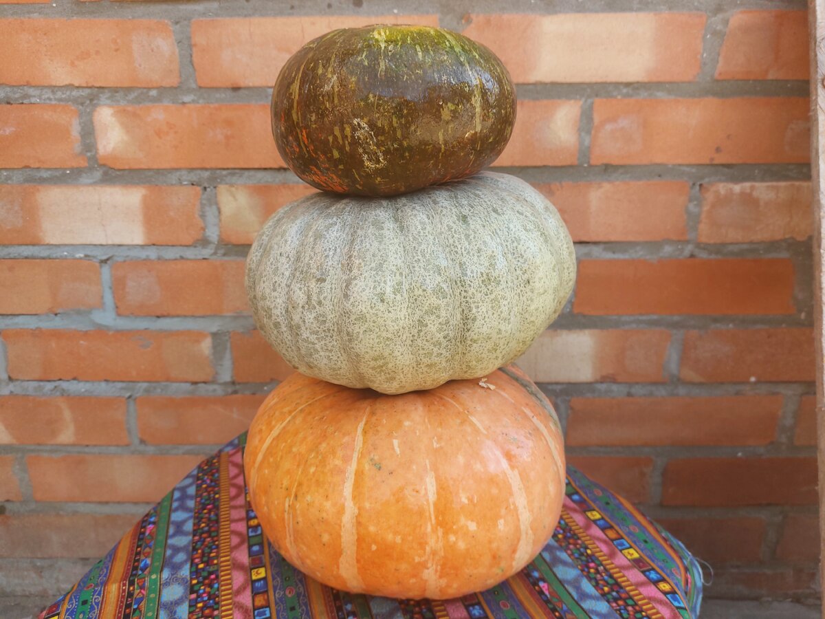 Фото автора что приготовить из тыквы