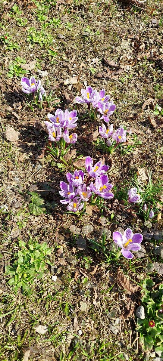 Цветочки в саду пытались меня отвлечь 