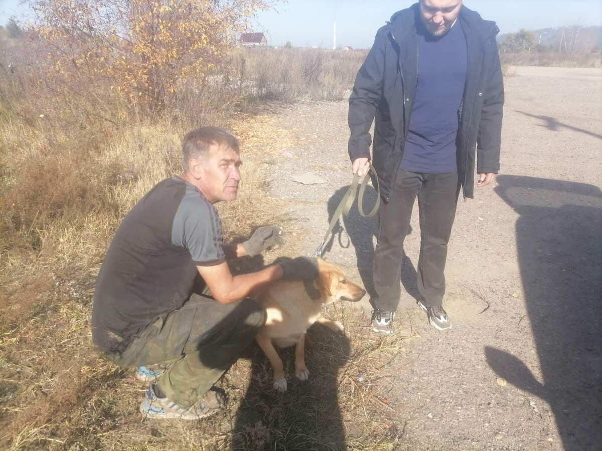 Кого выбрать: нового хозяина или нашего помощника