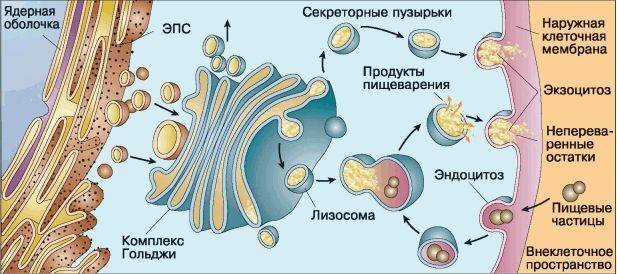 Аппарат Гольджи - это удивительная структура, которая играет важную роль в клеточных процессах.