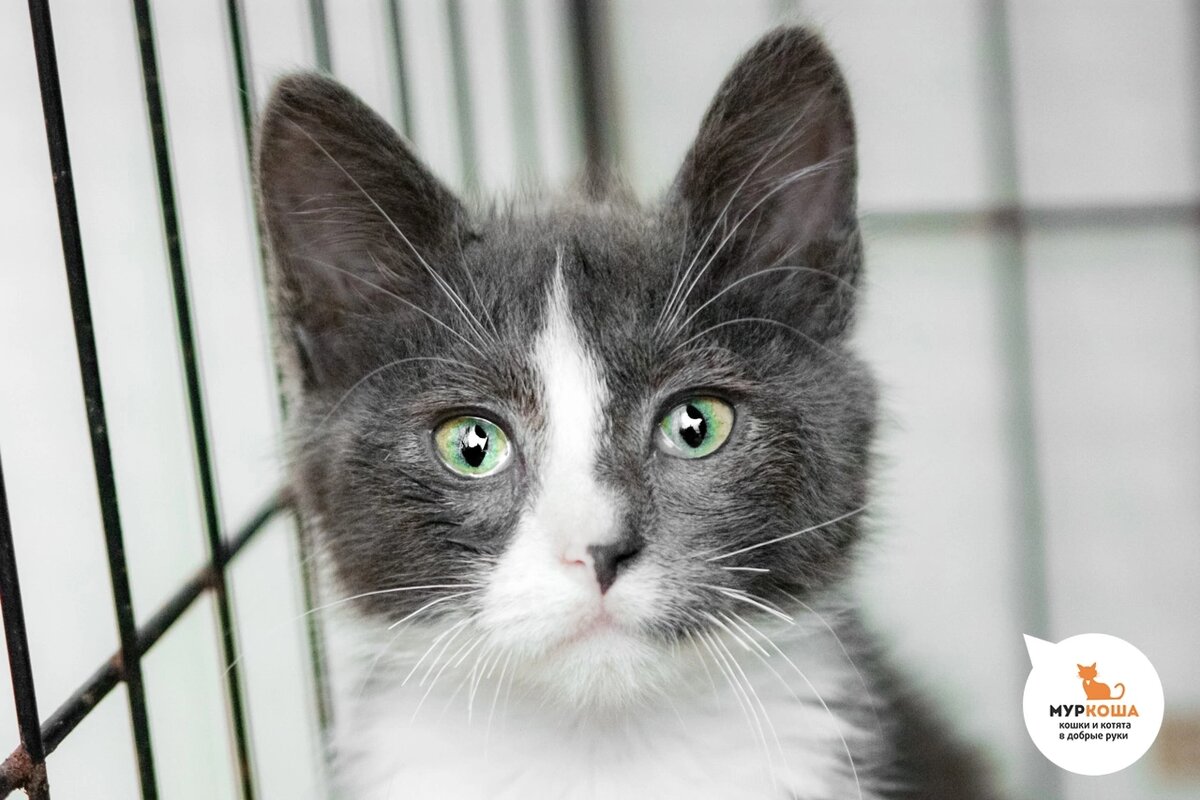 Мидку нашли во дворе на арбате.