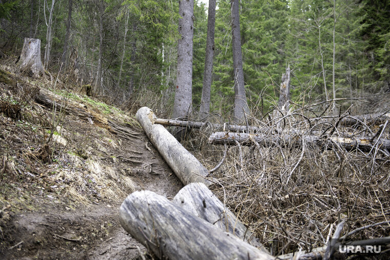    Всего в регионе планируется восстановить около 100 тысяч гектаров леса