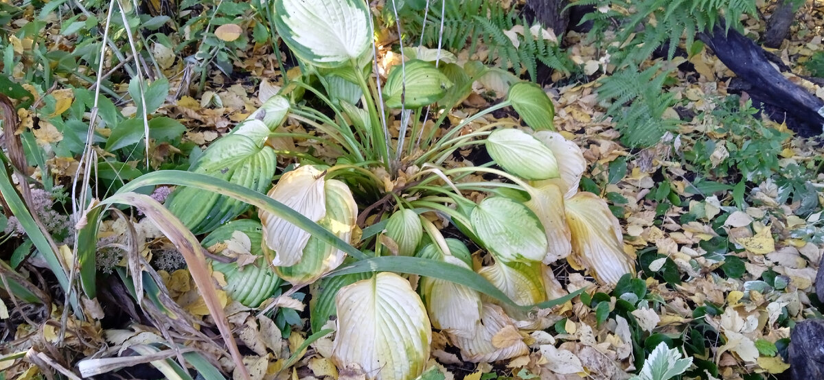 Осенняя хоста