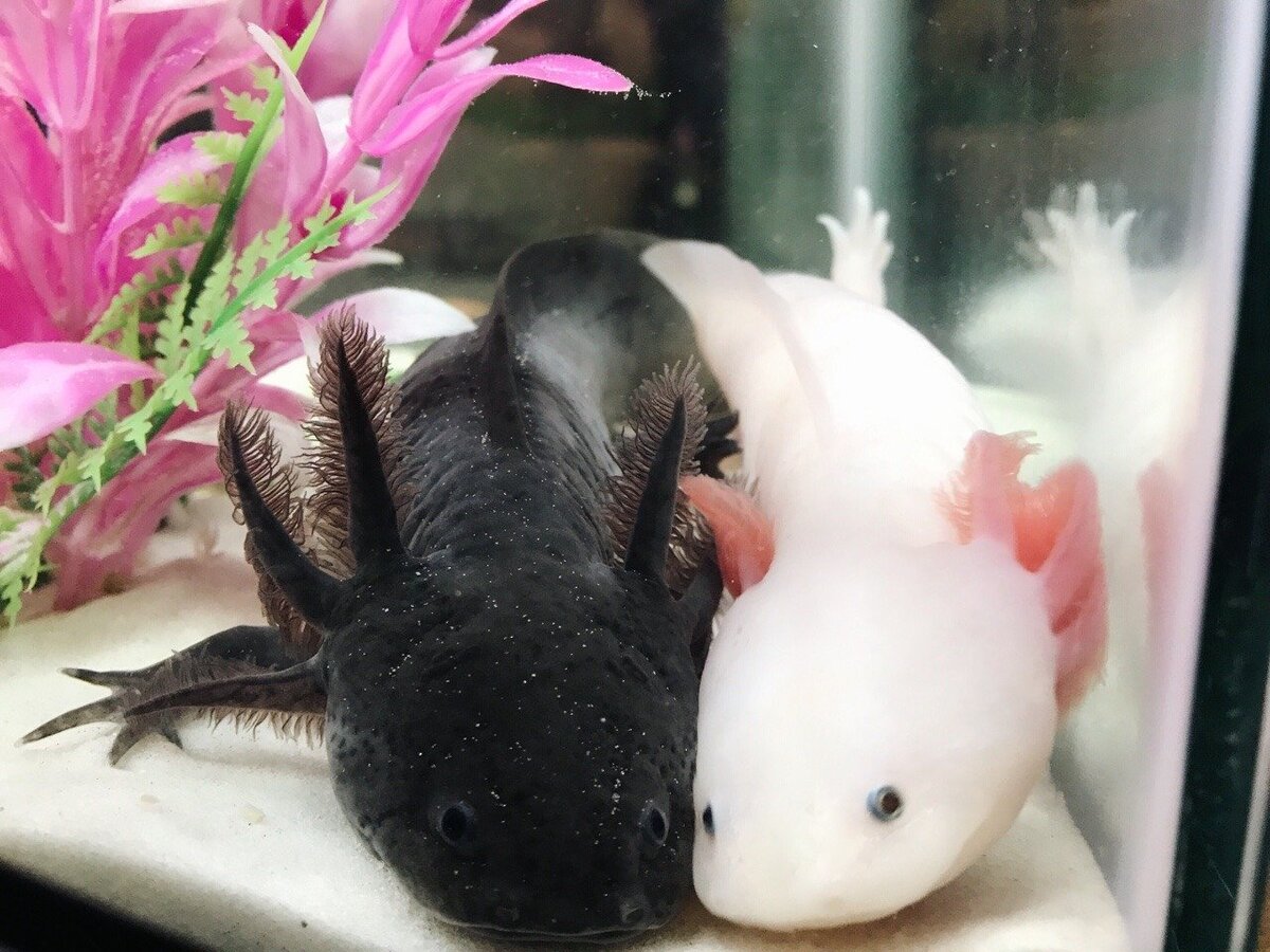 Axolotl black dota фото 64
