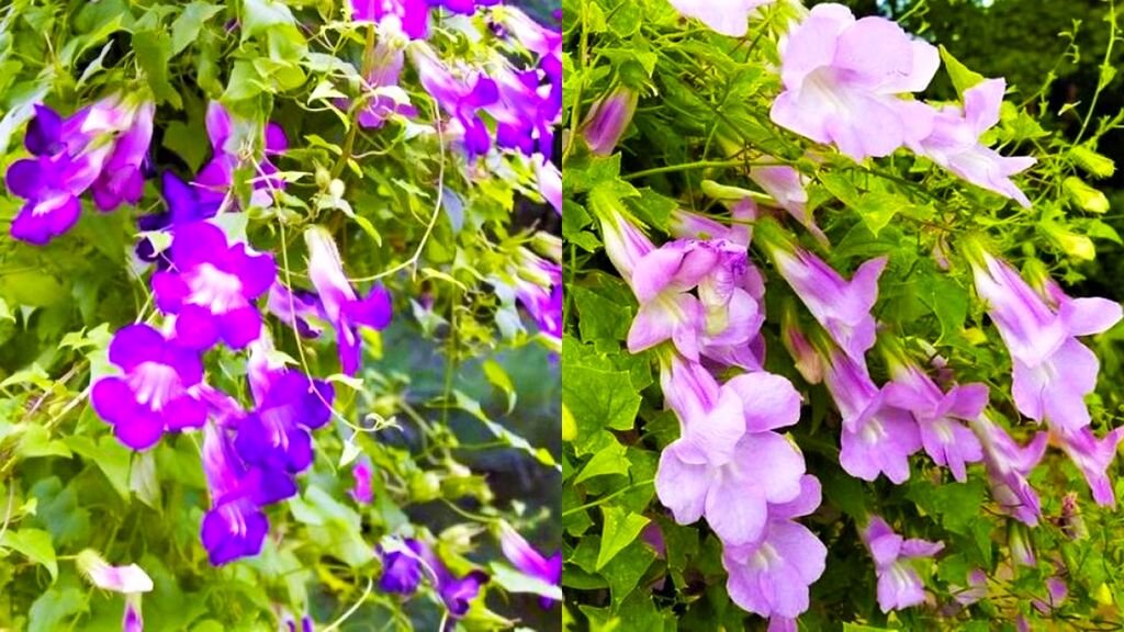 Красивая садовая лиана с обильным цветением до морозов! | GardenLife | Дзен