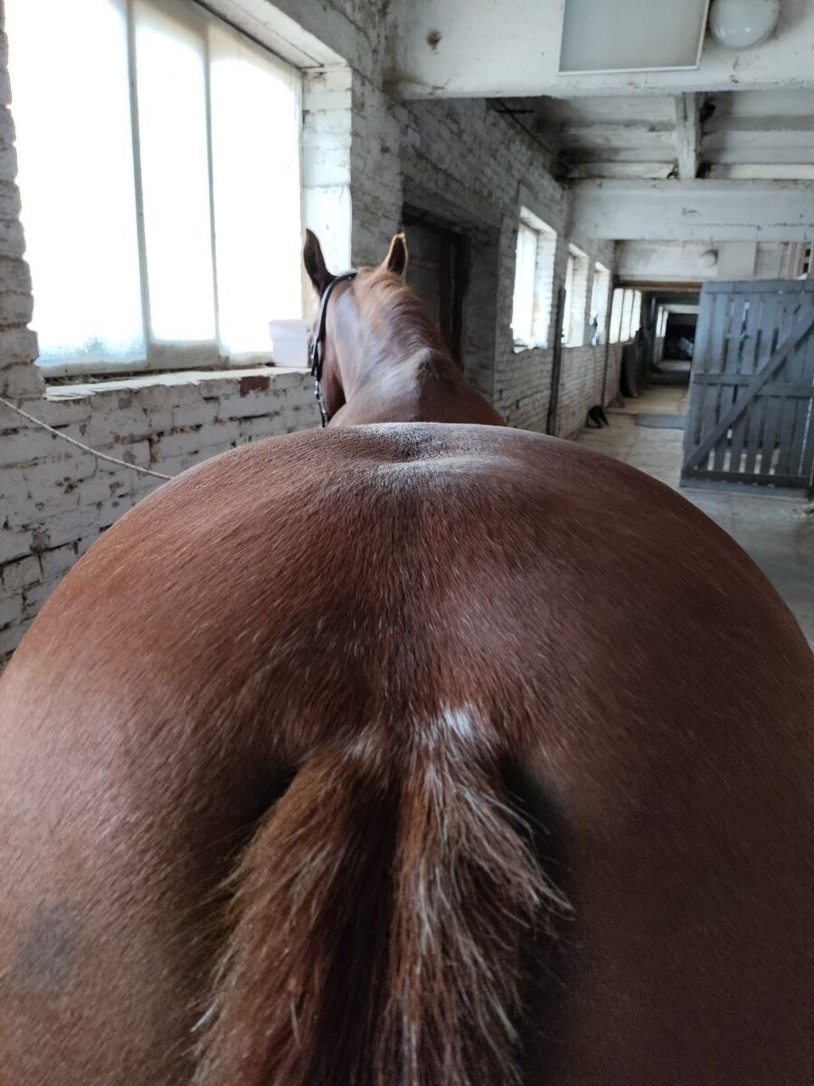 Вид на лошадь с ожирением со стороны хвоста.