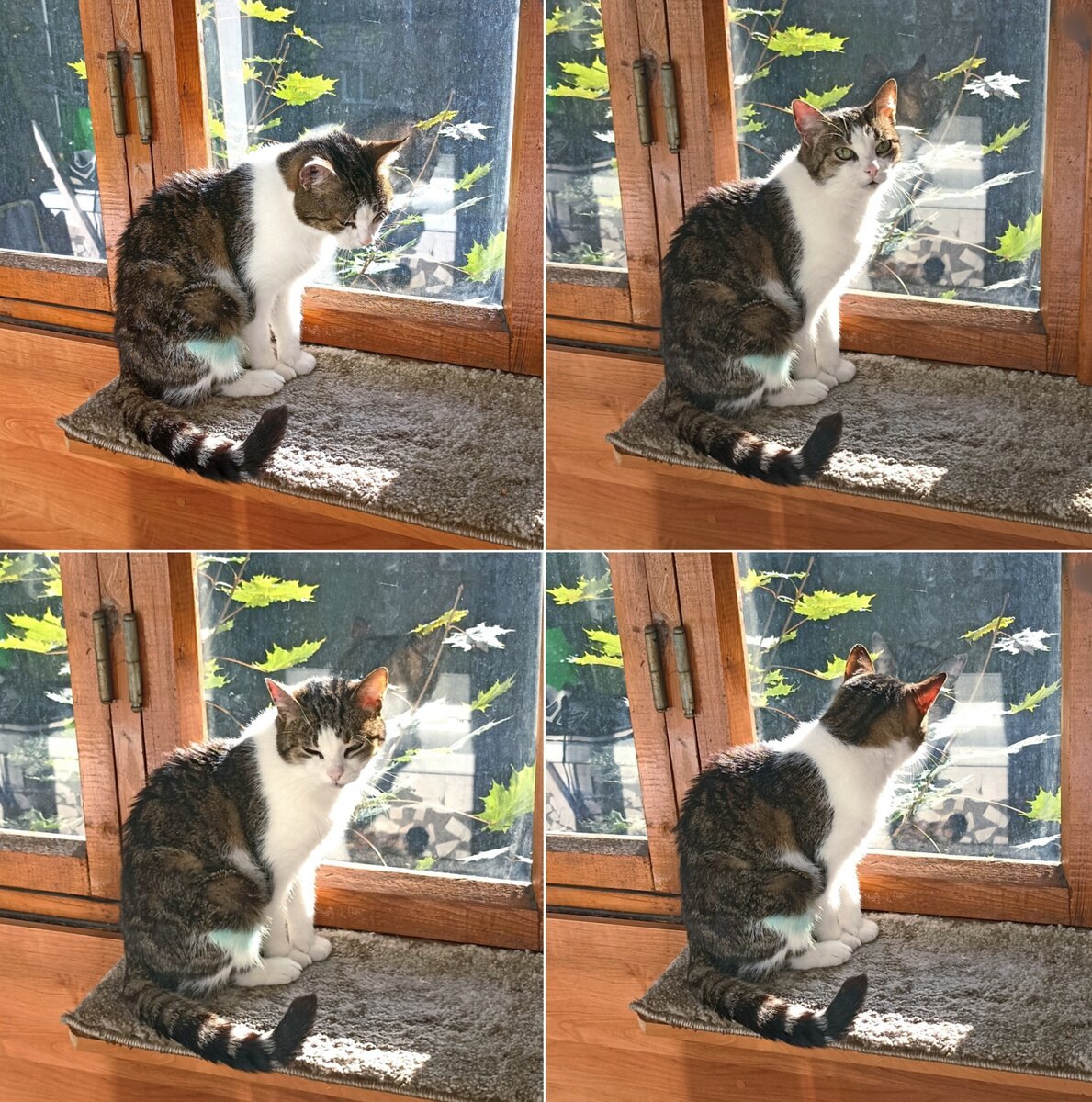 Сидит печальная... 😿😸