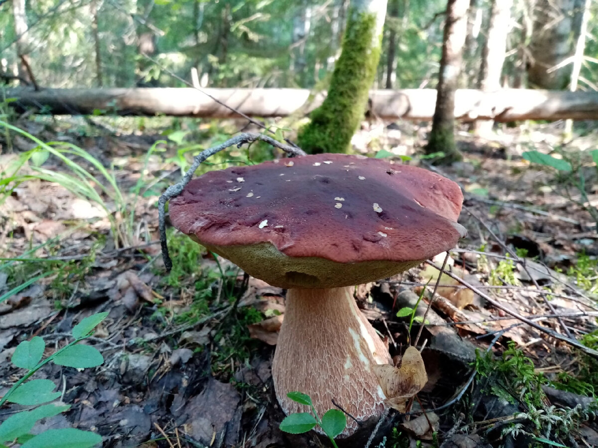 Просто гриб для картинки, фото автора