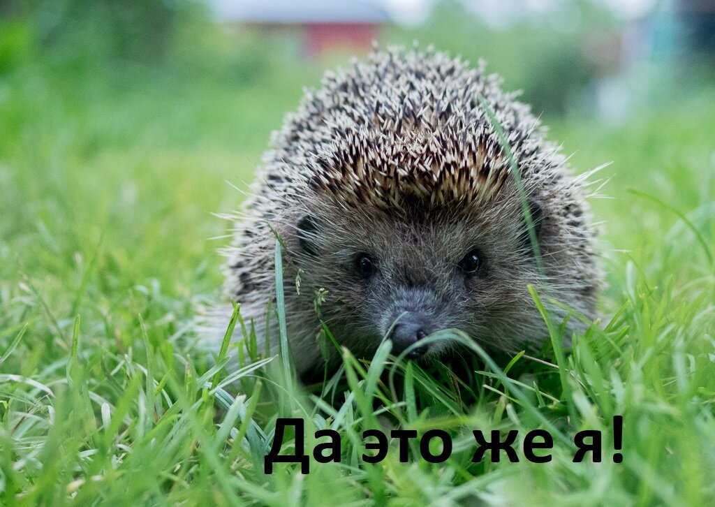 Да это же я!