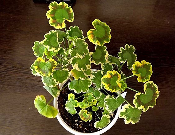 Ну красавец же!