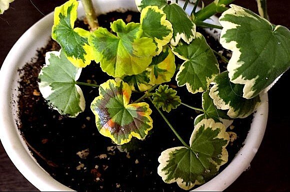 Не все листочки, конечно, окрашены по сорту - старые даже двухцветные.