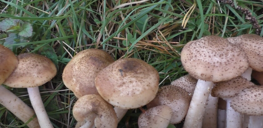 Опята осенние