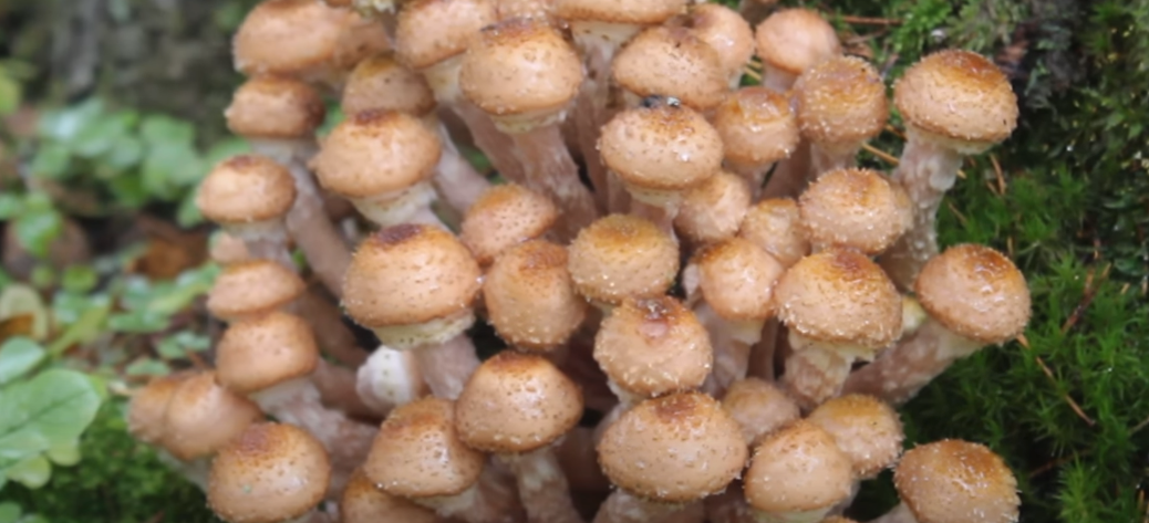 Опёнок осенний