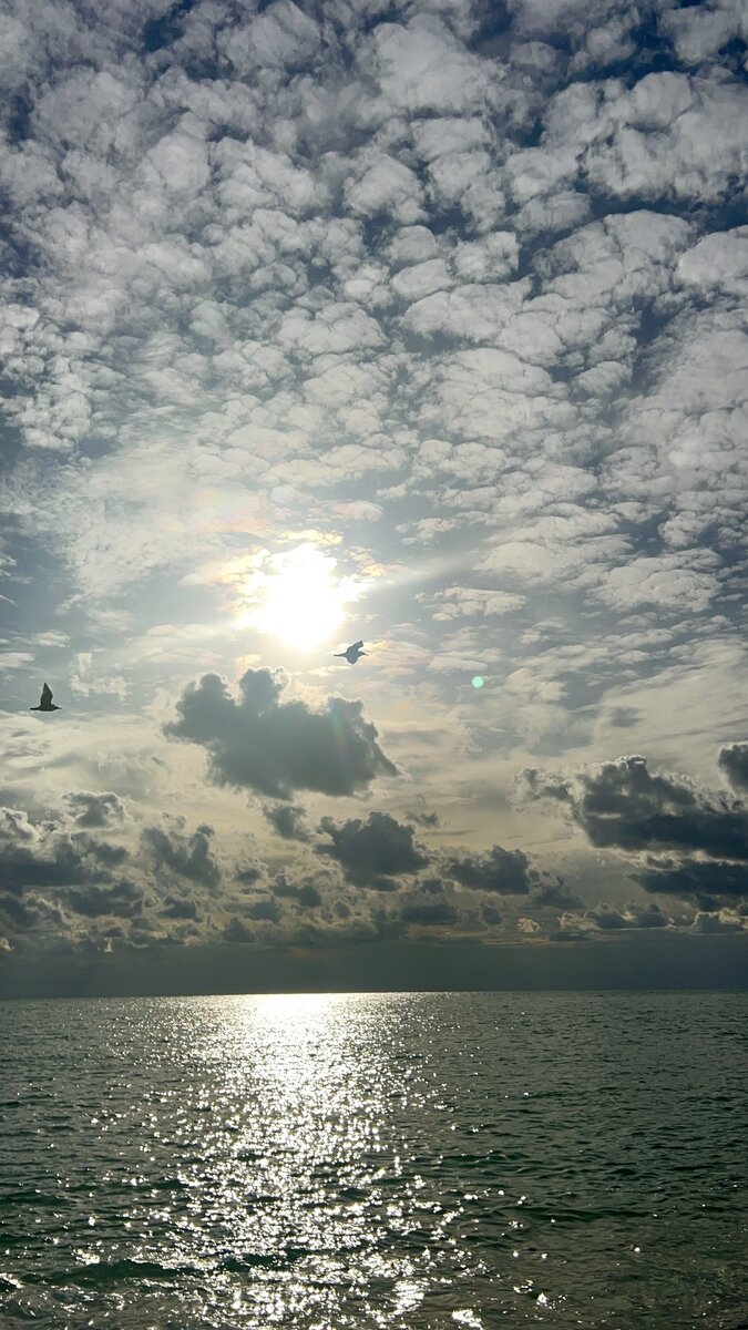 Вчерашние чайки