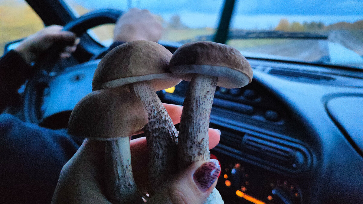 Первая находка в октябре. Заскочил на пять минут в лес, чтобы проверить наличие грибов