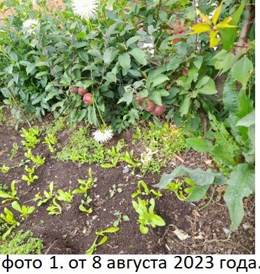 Сами саженцы, сей час высотой чуть больше 1 метра. Знатоки пишут, что  дерево формируется в один ствол, как колона. У нас пушистое деревце. Ну ладно. "Соловья баснями не кормят". На фото 2, урожай этого года, Было 11 штук яблок, на фото 9 штук, два ушли на пробу. Вкус, тех двух яблок, изумительный, кисло сладкий. Шкурка у яблок жестковатая, говорят надо подождать. Я не ожидал, что будут такие яблоки.