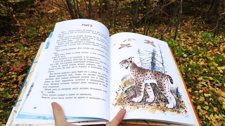 Стреляный зверь книга. Панорамные животные в книжках. Книжка про зверей с объемными картинками. Книга про животного на выставку своими руками.