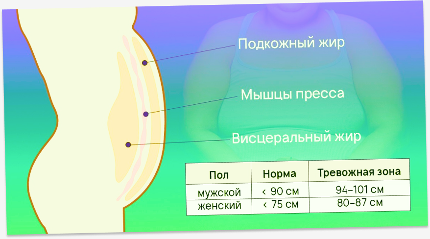 На какой день уходит жир. Уровень висцерального жира у женщин норма. Висцеральный жир норма у женщин. Уровень висцерального жира норма.