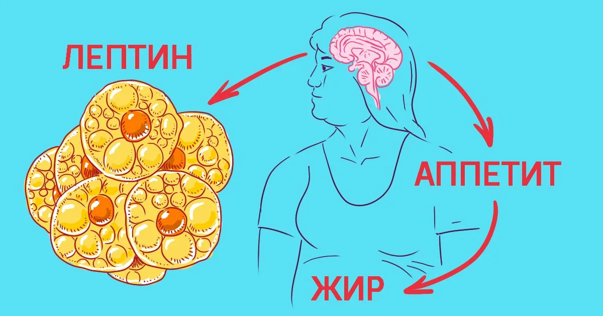 Гормон жира. Гормон сытости лептин. Лептин и ожирение. Лептин картинки. Жирная пища и лептин.